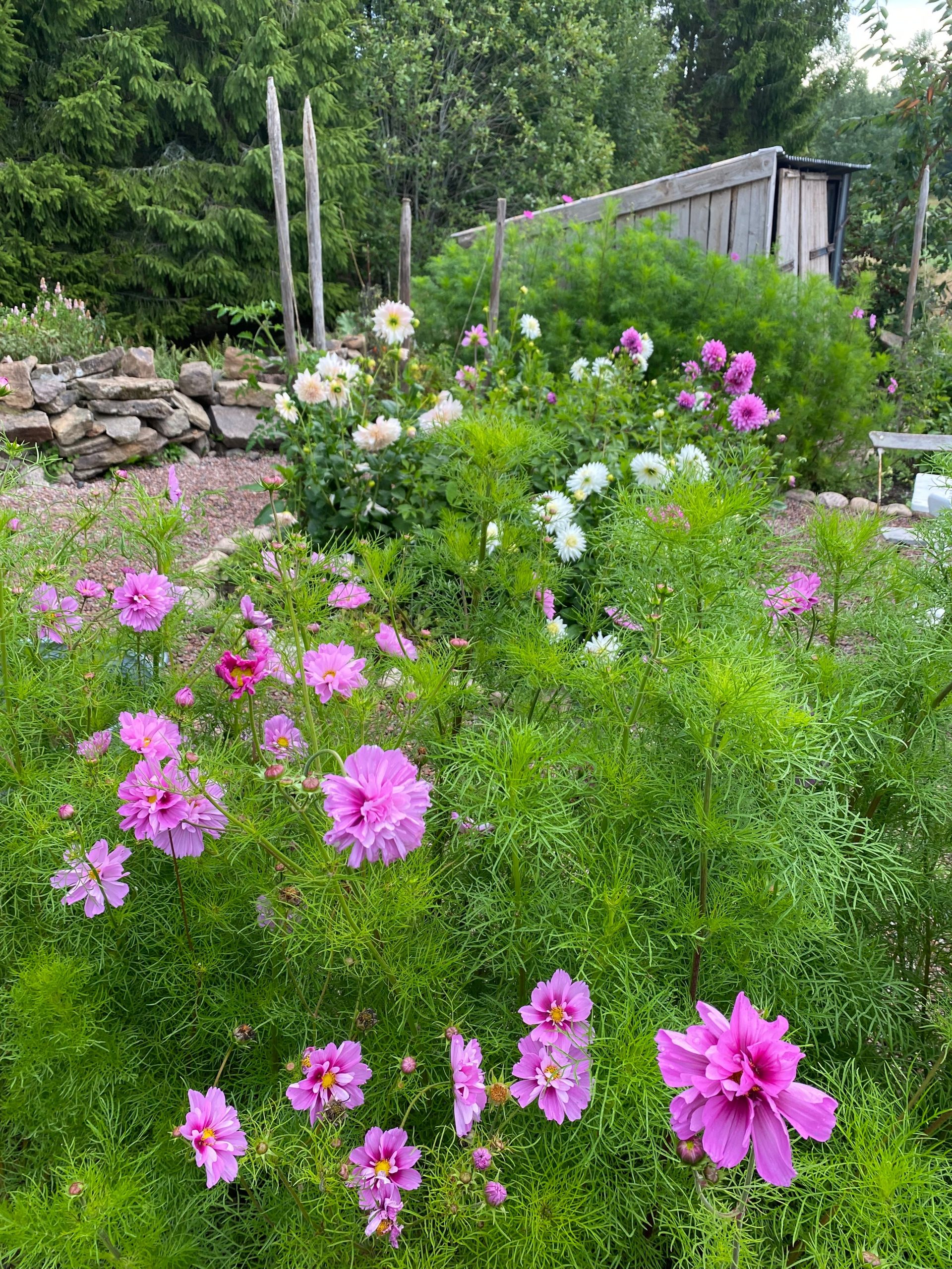 blommande trädgård