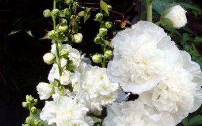 11 magiskt vackra blommor du inte vill missa att odla i din trädgård