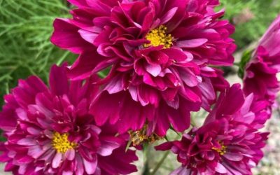 11 vackra blommor ifrån frön du verkligen vill ha koll på