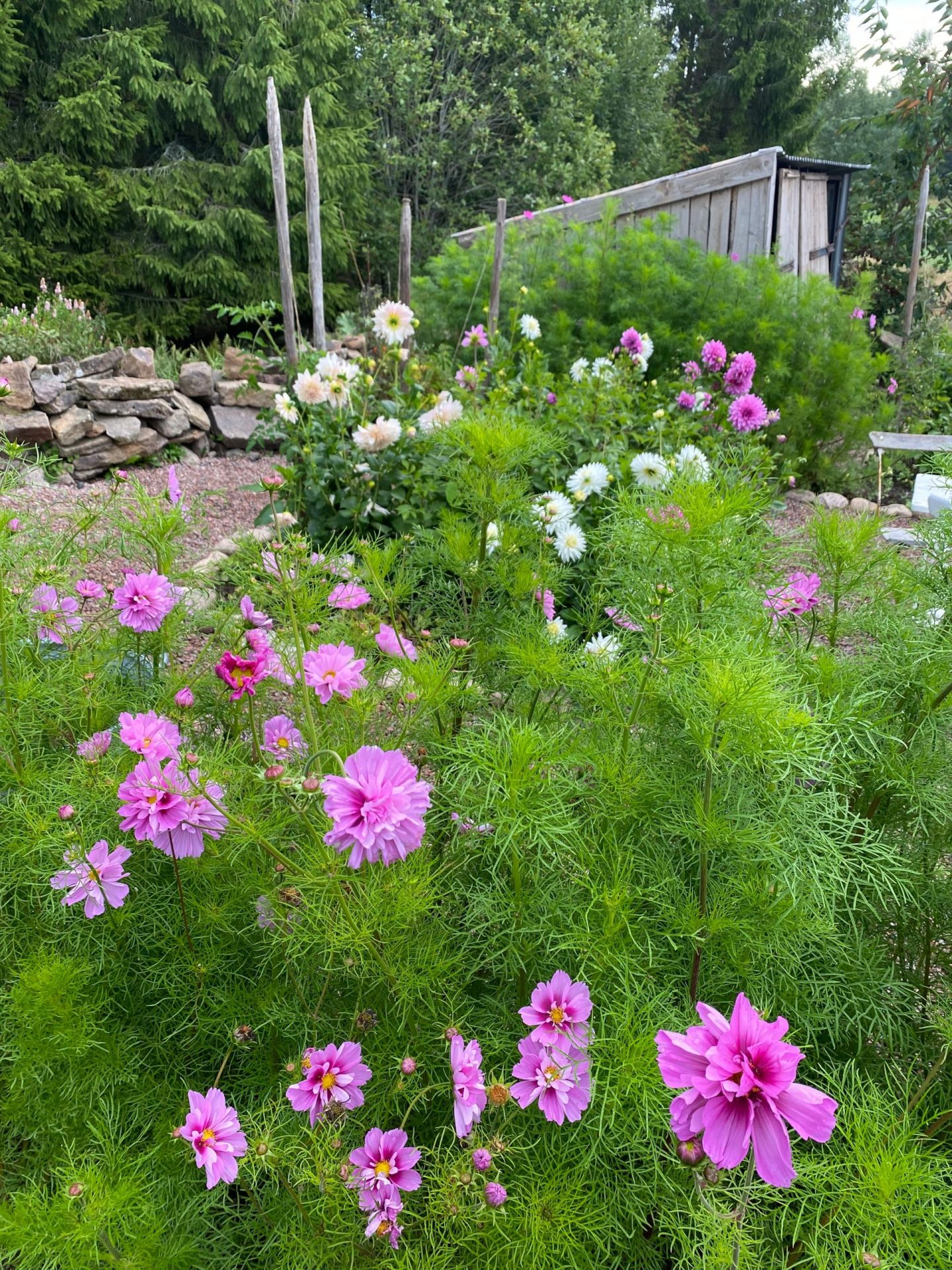 vackra blommor i trädgård