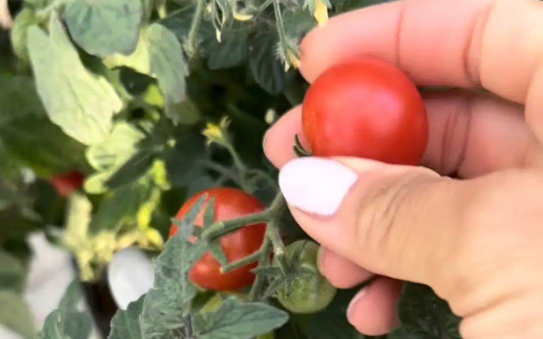 Odla tomater allt du behöver veta ifrån frö till skörd