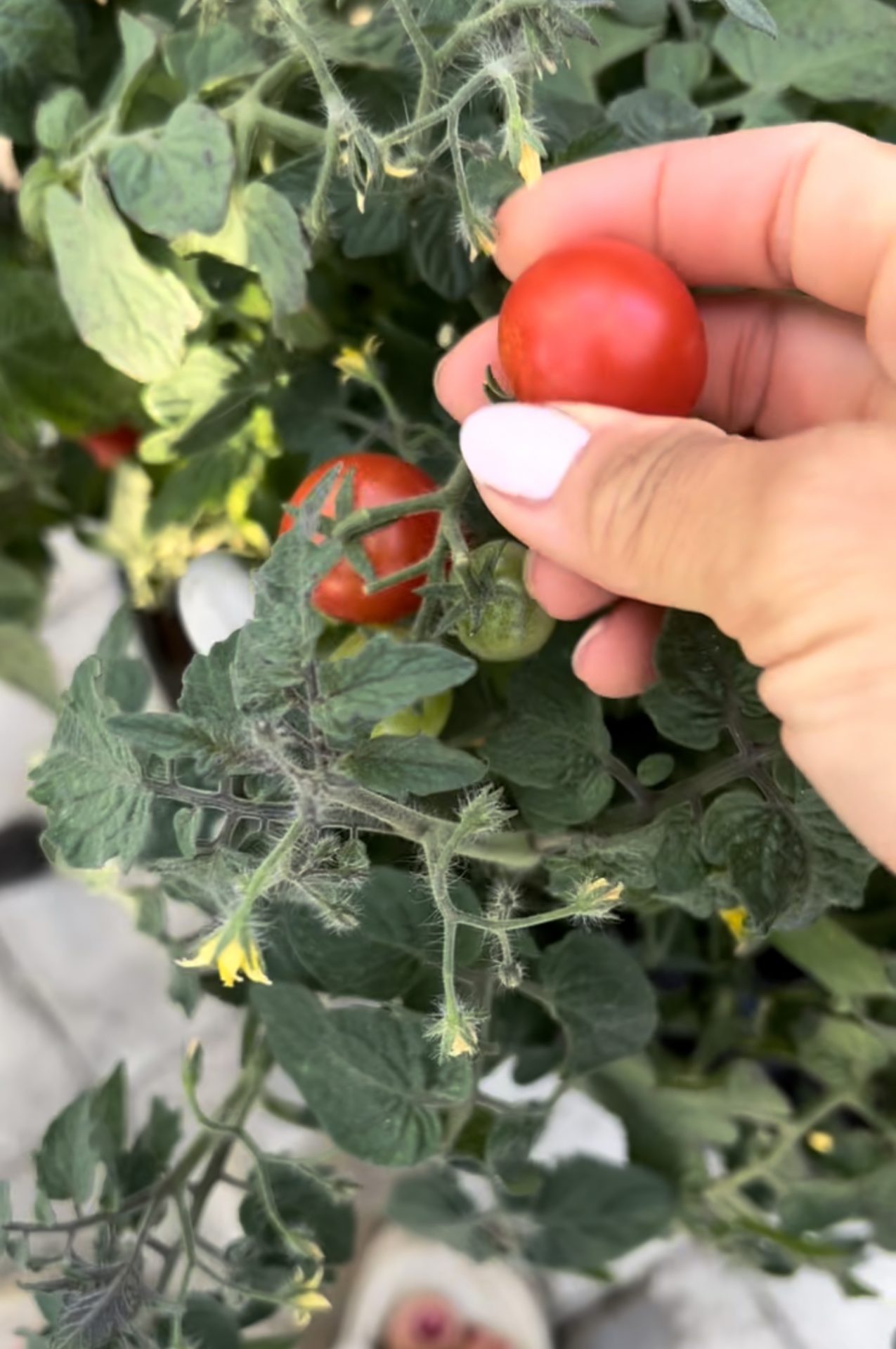 Odla tomater i växthus ifrån frö till skörd