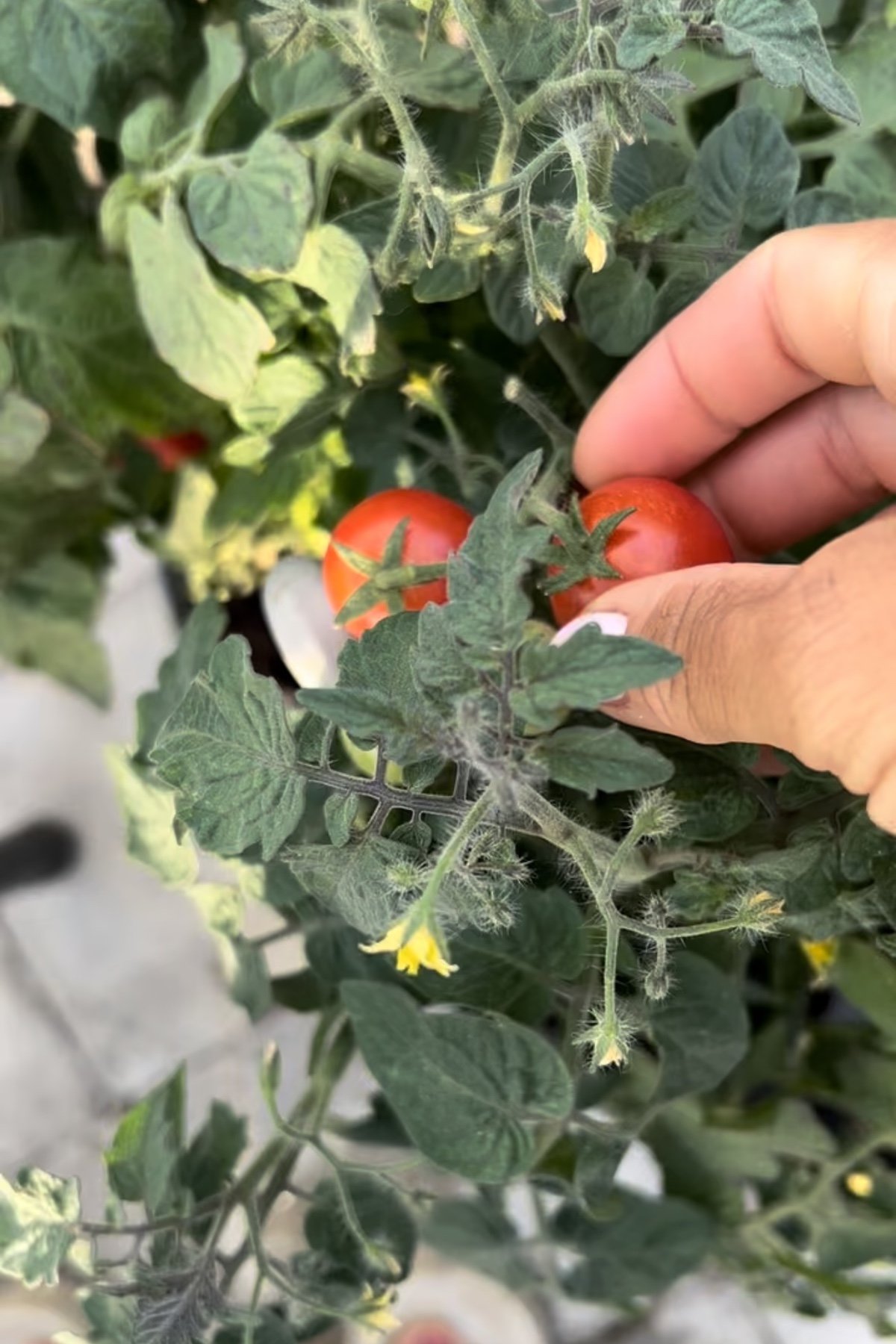 Odla tomater inomhus året runt, allt du behöver veta 