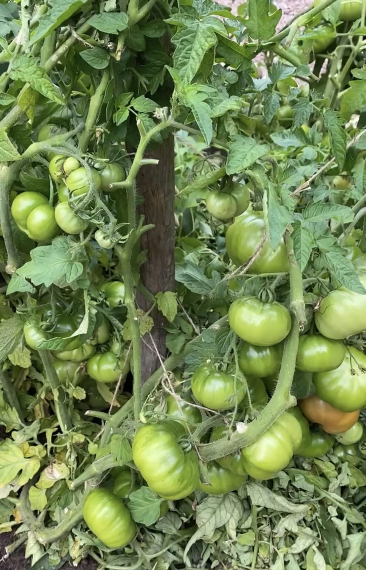 Odla tomater utomhus, allt du behöver veta ifrån sådd till skörd
