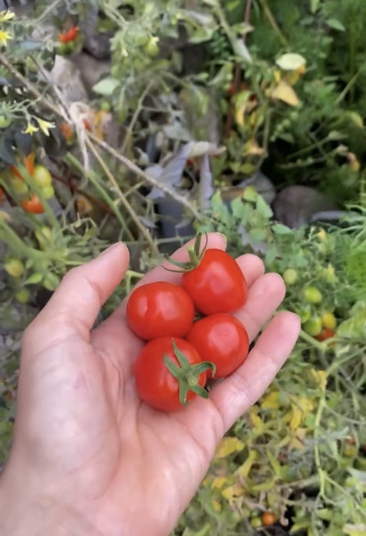 Så tomater ifrån frö till skörd